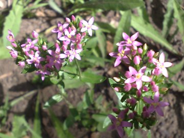 Centaurium erythraea